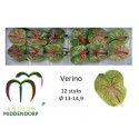 anthurium Verino vert - AnthurMiddendorp