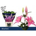 lilium Marlon rose - Double Check Lily
