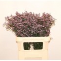LIM SAF LILAC - Beauty Line