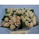 R GR TALEA+ - Heinen Rosen