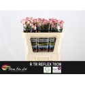 R branchue REFLEX - Flora Ola Ltd.