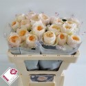 R GR EMMA WOODHOUSE - Wans Roses