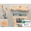 œillet gros Apple Tea - Divine Flowers