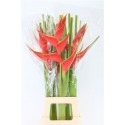 HELIC IRIS - Ter Haar Ornamental Fl