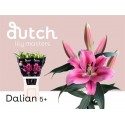 lilium Dalian rose - Dutch Lily Masters