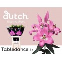 lilium Tabledance rose - Dutch Lily Masters