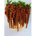 Amar Ca Coral Founta - A.P. Koot VOF