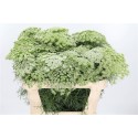 AMMI VISNAGA - Lockhiel - Summerflora