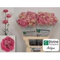 œillet gros ANTIGUA - Divine Flowers