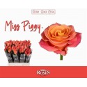 R GR MISS PIGGY+ - Berg RoseS