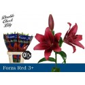 lys FORZA RED - Double Check Lily