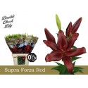 lys FORZA RED - Double Check Lily