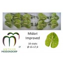 anthurium midori vert IMP - AnthurMiddendorp