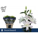 lilium DU SNOWBOARD - Double Check Lily