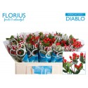 hypericum COCO DIABLO - Florius BV