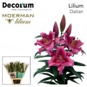 lilium Dalian rose - Moerman Lilium BV