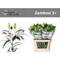 lilium Zambesi blanc - Bloemenkw. van Dijk