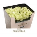 R GR blanc NAOMI! - ROSEWORLD