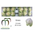 anthurium GRACE - AnthurMiddendorp