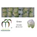 anthurium GRACE - AnthurMiddendorp