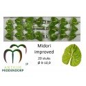 anthurium midori vert IMP - AnthurMiddendorp