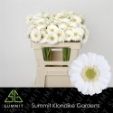 germini ALBINO - Summit Klondike Gardens