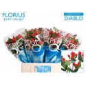 hypericum COCO DIABLO - Florius BV