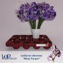 pois de senteur MIST PURPER - W. Prins BV