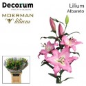 lilium ALBARETO - Moerman Lilium BV