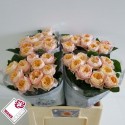 R GR ROMANT VUVUZELA - Wans Roses