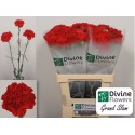 œillet gros Grand Slam - Divine Flowers